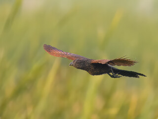 Greater Coucal Centropus sinensis
In Pakistan, found throughout the plains. Its booming call is...