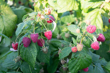 Raspberries bushes in the summer garden. Raspberries on a branch close up.