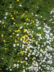 Wild Flowers