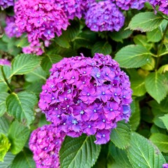 Vibrant purple hydrangeas in full bloom lush summer garden background - square - botanical beauty series