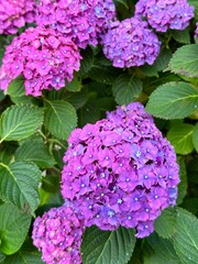 Vibrant purple hydrangeas in full bloom lush summer garden background - rectangle - botanical beauty series