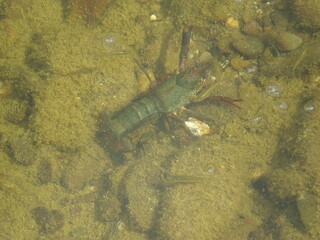 Crayfish