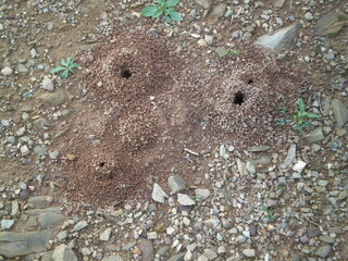 Ant Nest