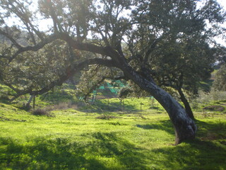 Countryside landscape