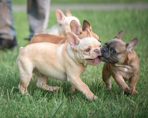 Portrait of a beautiful purebred French Bulldog puppy in the park.