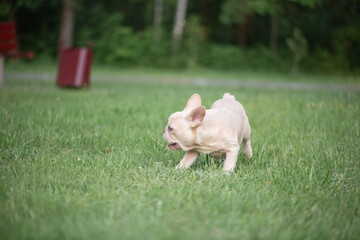 Portrait of a beautiful purebred French Bulldog puppy in the park.