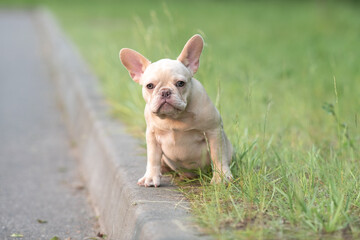 Fototapeta premium Portrait of a beautiful purebred French Bulldog puppy in the park.