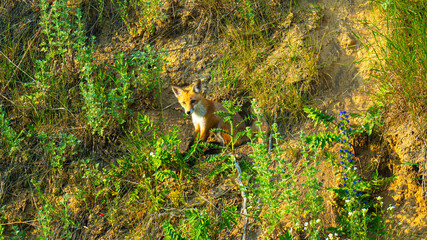 A red fox with playful cubs filmed in a wild forest environment. The footage captures intimate...