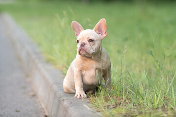 Portrait of a beautiful purebred French Bulldog puppy in the park.