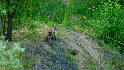 A red fox with playful cubs filmed in a wild forest environment. The footage captures intimate...