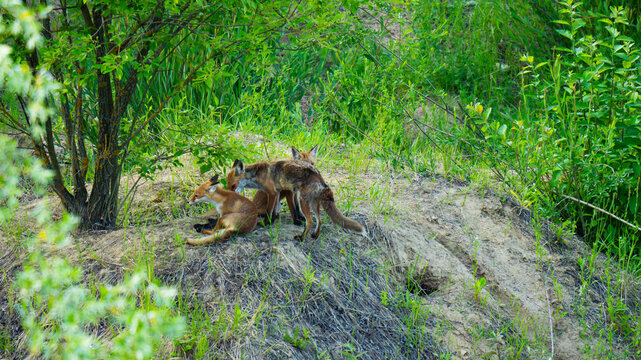 A red fox with playful cubs filmed in a wild forest environment. The footage captures intimate natural behavior of wild animals in their native habitat. Ideal for themes of wildlife, nature conservati - Powered by Adobe