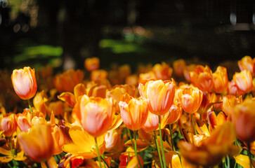A flowerbed of fiery orange-yellow tulips in the park
