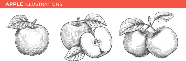 Set illustrations of apple isolated on transparent background. Vector graphics