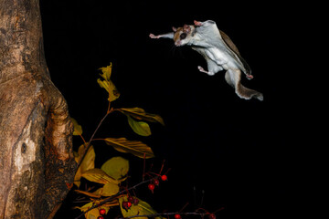 Southern Flying Squirrel gliding to cavity taken in southern MN taken under controlled conditions © Stan