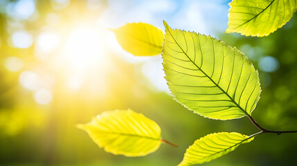 Close-up of green leaves backlit by bright sunlight