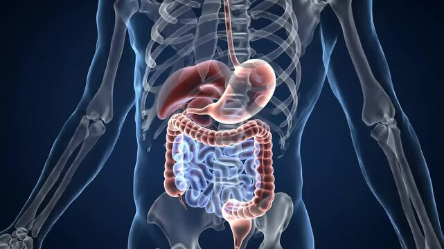 Understanding the Human Digestive System Anatomy and Function