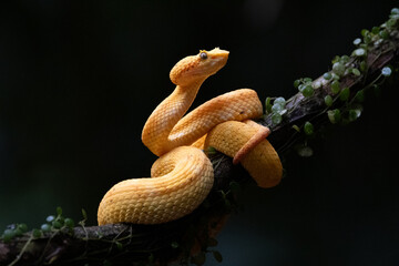 A venemous eyelash viper sitting on a branch 