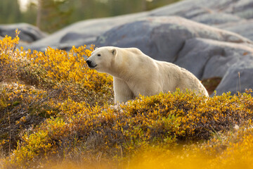 Polar Bear  taken in Churchill Manatoba Canada