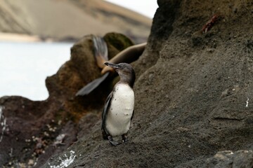 Galapagos Penguin on Rocky Terrain