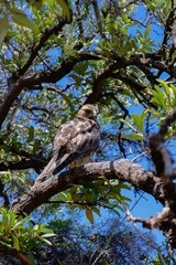 Majestic Hawk on Tree Branch