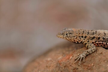 Close-up of a lizard on a rock in its natural habitat.