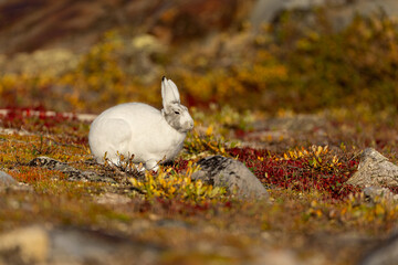 Arctic Hare taken in Churchill Manatoba Canada © Stan