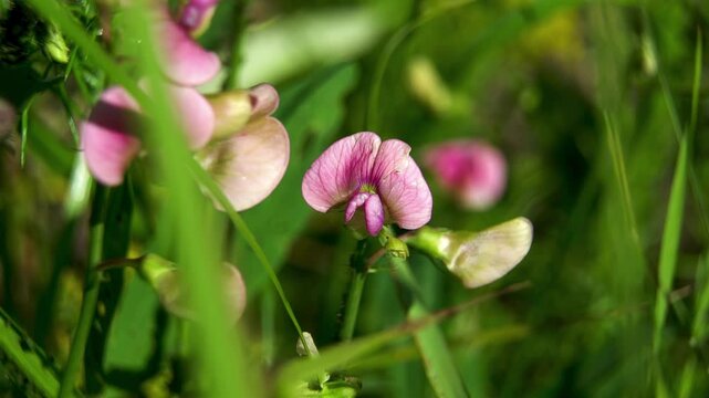 Close-up of pink flowers of Tuberous pea (Lathyrus tuberosus). Green manure plants for soil improvement