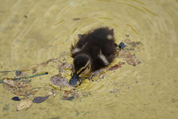 A shot from above of a young duckling, Anas platyrhynchos, swimming in shallow water with yellow sandy underground, dry leaves floating and ripples forming circles around him. 