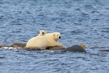 Polar Bear  taken in Churchill Manatoba Canada