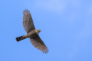 Sharp-shinned Hawk juvenile taken in northern MN