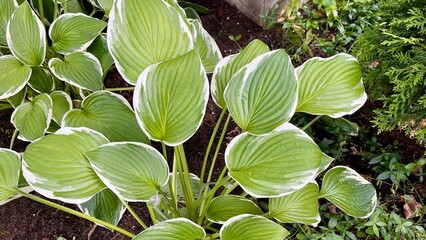 Close-up of a lush variegated hosta plant with broad green leaves bordered in white, growing in...