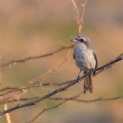 Juvenile Bay-backed Shrike Lanius vittatus Colorful shrike, perches on exposed branches, hunting insects. The Shrikes are called “Butcher Birds” for their habits of hanging their prey on thorns
