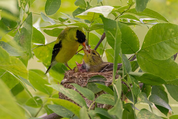 American Goldfinch male feeding female in nest taken in central MN