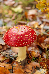 A detailed image of an amanita muscaria mushroom growing in fallen brown leaves, captured in a quiet Dutch woodland during fall