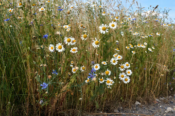 Grain cultivation and blooming cornflowers and chamomile in summer