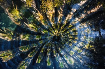 Palm Trees Reflecting in Water