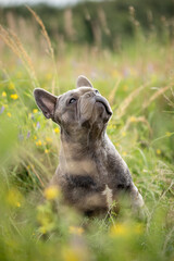 French bulldog sitting in a meadow