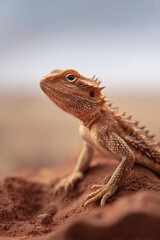 Obraz premium Closeup of a bearded dragon perched atop red earth, gazing upward. Evokes curiosity, resilience, and adaptation. Ideal for nature, pet, or reptile themed projects.