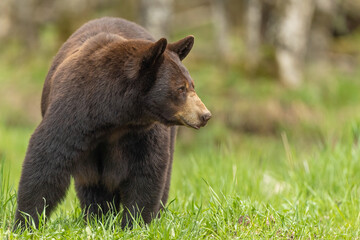 Fototapeta premium Black Bear taken in northern MN