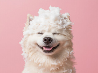 Dog Covered in White Cotton Against Pink Background