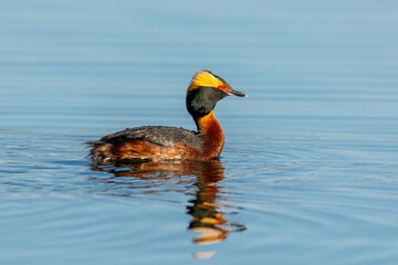 Horned Grebe taken in southern MN