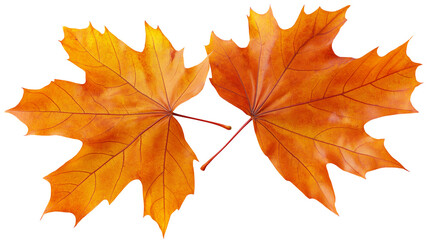 Fototapeta premium Two Autumn Maple Leaves In Vivid Orange Color On White Background