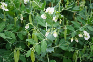 Obraz premium Common bean vine with white flowers and green pods