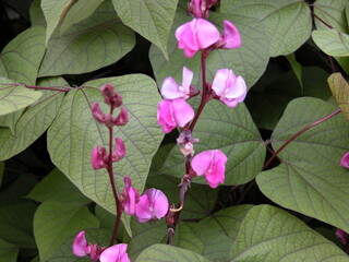 Pink flowers of common bean plant