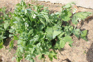 Phaseolus vulgaris plant with blooming white flowers in a field