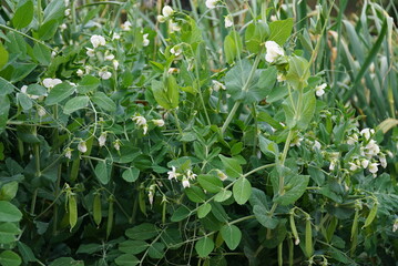 White flowers and pods of green pea plant