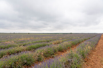 Lavender fields flourish in Brihuega, Guadalajara, showcasing natural beauty in Castilla-La Mancha...