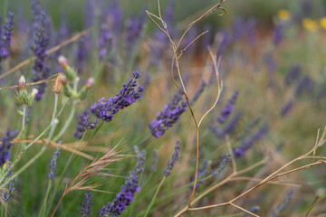 Experience the vibrant lavender fields at Brihuega Lavender Festival in Spain during summer bloom