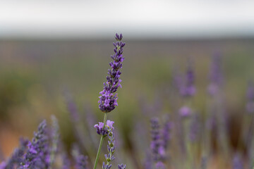 Lavender bloom at the Brihuega Lavender Festival in Spain celebrates nature's beauty and local culture