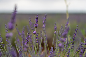 Beautiful lavender fields at the Brihuega Lavender Festival in Spain showcasing vibrant blooms and scenic landscapes